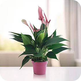 Indoor Plants